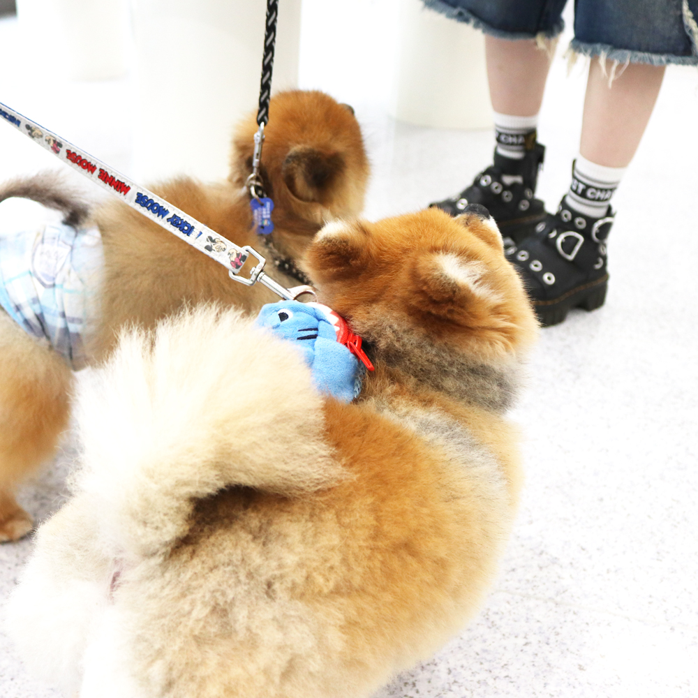 卒業犬のローラちゃんとごろうまるくん☆